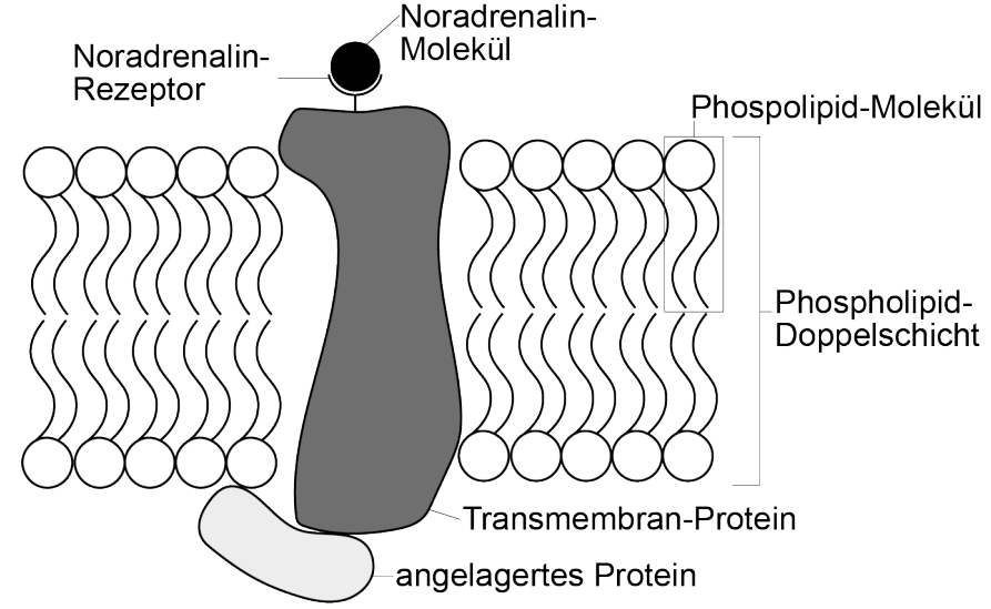 Schematische Zellmembran mit Phospholipid-Doppelschicht, Transmembranprotein und Noradrenalin-Rezeptor.